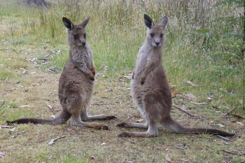 Base Camp Tasmania - Great Ocean Road Tourism 2