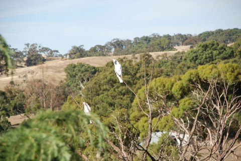 Mancuso Country Cottage Retreat - Great Ocean Road Tourism 6