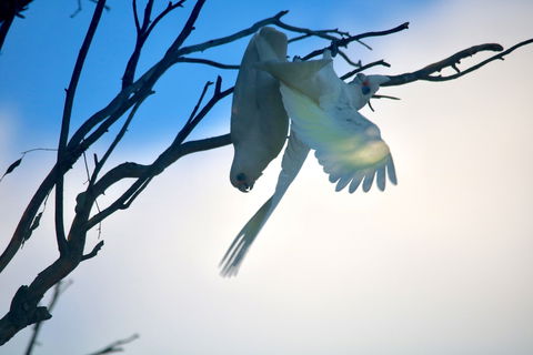 Tenterfield Cottage Holiday House - Great Ocean Road Tourism 0