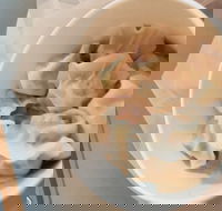 New Shanghai Chinese Restaurant - Great Ocean Road Tourism