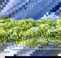 Young Barons - Great Ocean Road Tourism