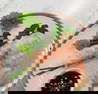 Golden Tree Cafe - Great Ocean Road Tourism