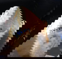 Shoeys bakery - Great Ocean Road Tourism