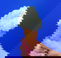 Gelato Papa - Great Ocean Road Tourism