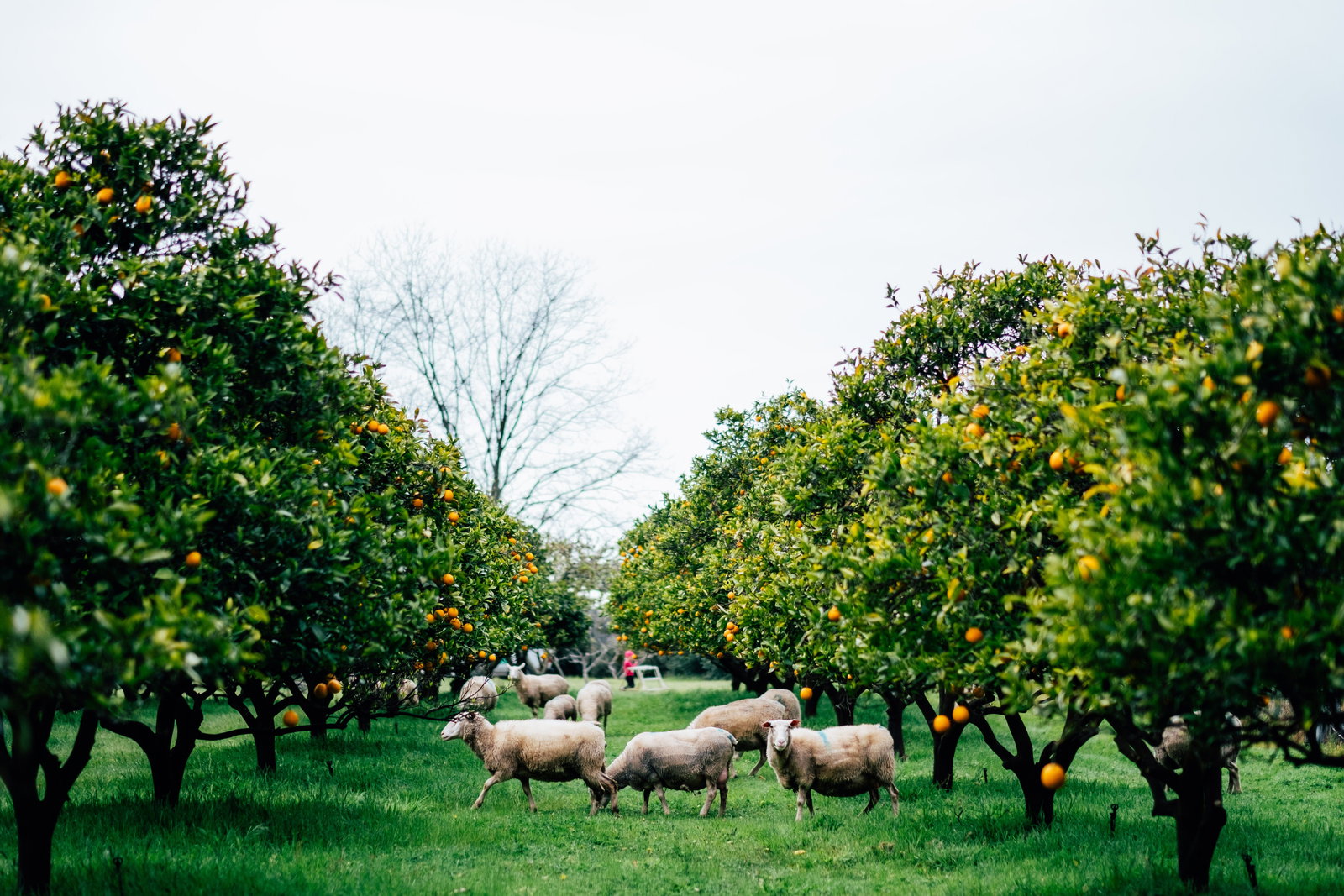 Jarrahwood WA Great Ocean Road Tourism