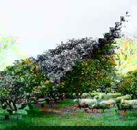 Cambray Cheese Farm Shop - Great Ocean Road Tourism