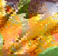 Spice Village - Great Ocean Road Tourism