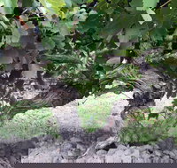 Nick Haselgrove Wines - Great Ocean Road Tourism