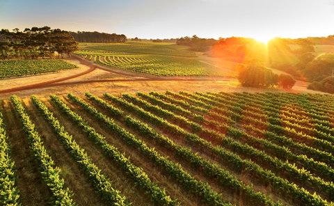 Leeuwin Estate - Great Ocean Road Tourism 1