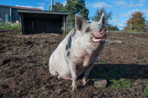 Holm Oak Vineyards - Great Ocean Road Tourism 1