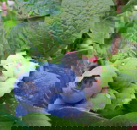 Tuckerberry Hill - Great Ocean Road Tourism