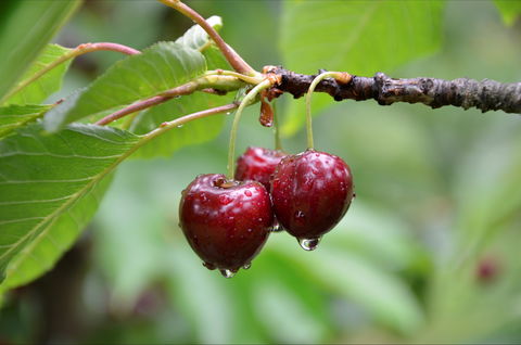 Red Hill Cherry Farm - Great Ocean Road Tourism 0