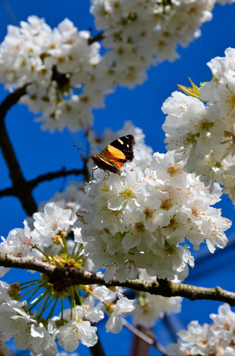 Red Hill Cherry Farm - Great Ocean Road Tourism 2