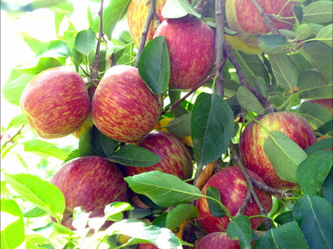 Payne's Orchards - Great Ocean Road Tourism 0