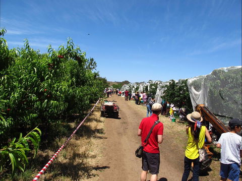 Payne's Orchards - Great Ocean Road Tourism 1