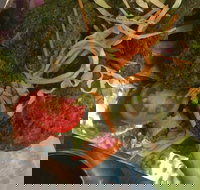 Faber Vineyard and Winery - Great Ocean Road Tourism