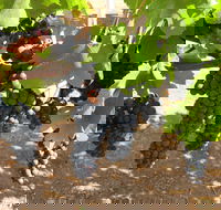 Waybourne Winery - Great Ocean Road Tourism