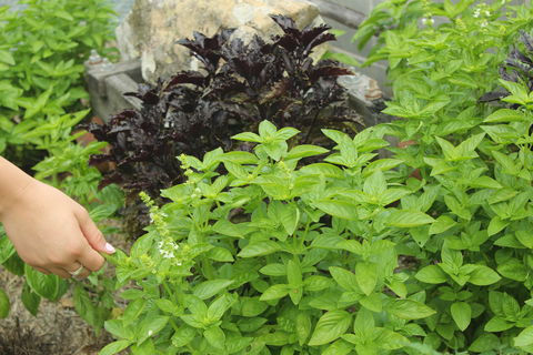 Hillview Herb Farm - Great Ocean Road Tourism 1