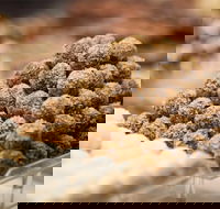 Mayfield Chocolates - Spring Hill - Great Ocean Road Tourism