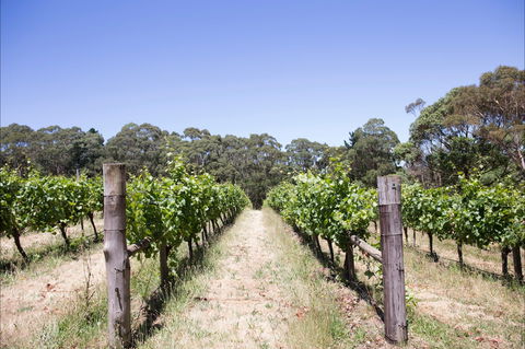 Mount Macedon Winery - Great Ocean Road Tourism 1