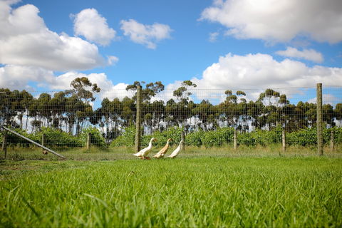 Pierrepoint Wines Cellar Door - Great Ocean Road Tourism 1