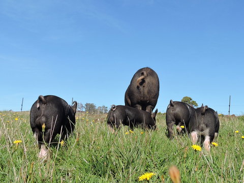 Fork It Farm - Great Ocean Road Tourism 1