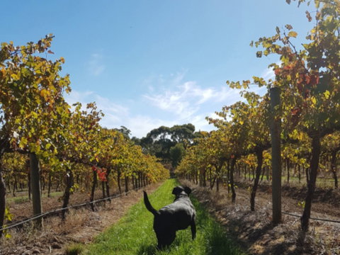 Ruddenklau Wines - Great Ocean Road Tourism 0
