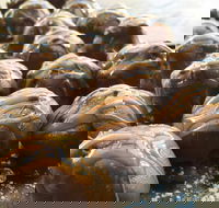 The Burrow Coffee House - Great Ocean Road Tourism