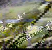 Barrgowan Vineyard - Great Ocean Road Tourism