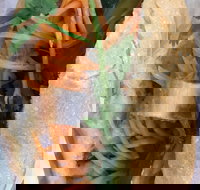 WOW Banh Mi - Great Ocean Road Tourism