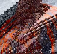 Lobster Shack Tasmania - Great Ocean Road Tourism