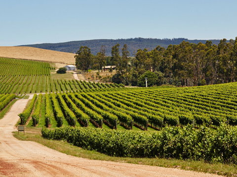 Pipers Brook Vineyard - Great Ocean Road Tourism 1