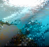 Candy Abalone - Great Ocean Road Tourism