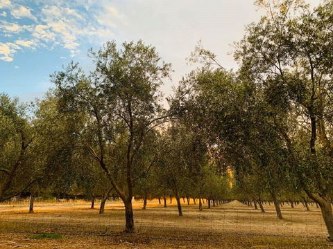 Talinga Grove - Great Ocean Road Tourism 1