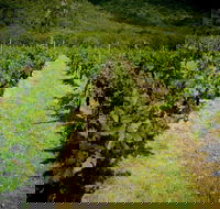 Gartelmann Wines - Great Ocean Road Tourism