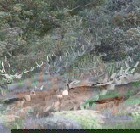 Hahndorf Venison - Great Ocean Road Tourism