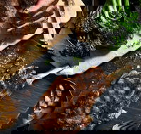 Outback Steakhouse Wollongong