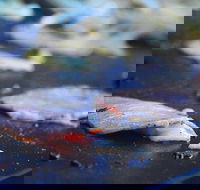 Mount Gravatt Hotel - Great Ocean Road Tourism