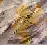 Taylors Lakes Fish  Chips - Great Ocean Road Tourism