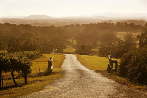 Petersons Wines - Great Ocean Road Tourism 0