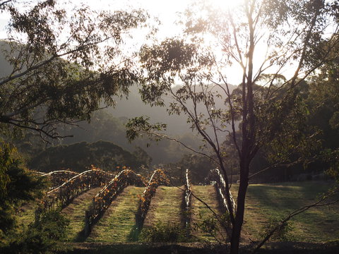 Mountainside Wines - Great Ocean Road Tourism 1