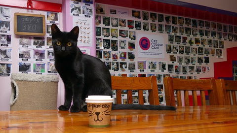 Cat Cuddle Cafe - Great Ocean Road Tourism 0