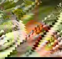 St Ronan's Cider - Great Ocean Road Tourism