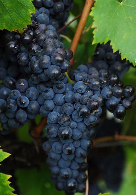 Lunch Craft - Great Ocean Road Tourism 12