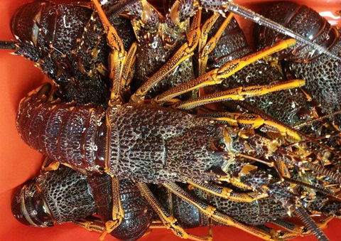 Harry's On The Esplanade - Great Ocean Road Tourism 25