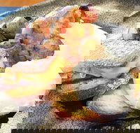 The Peak - Great Ocean Road Tourism