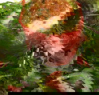 Watts River Cafe  Store - Great Ocean Road Tourism