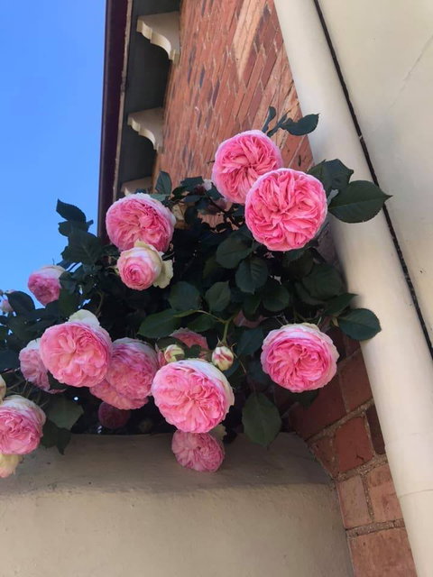 Ingleside Bakery Cafe - Great Ocean Road Tourism 4