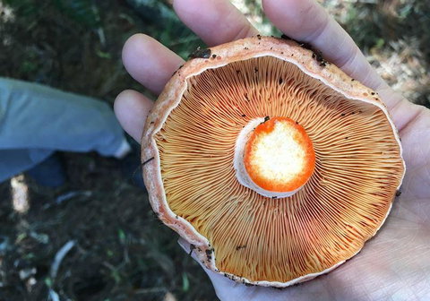 Greasy Zoes - Great Ocean Road Tourism 7