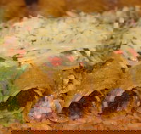 Montezumas Caloundra - Great Ocean Road Tourism